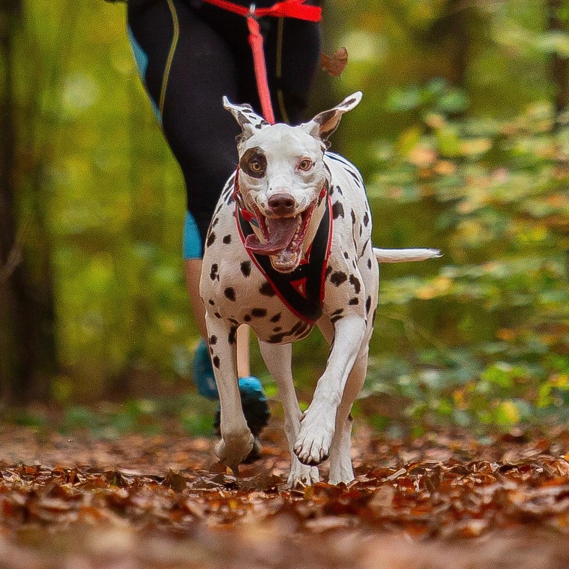 Le sport canin : plus qu’un exutoire, une vraie construction du lien